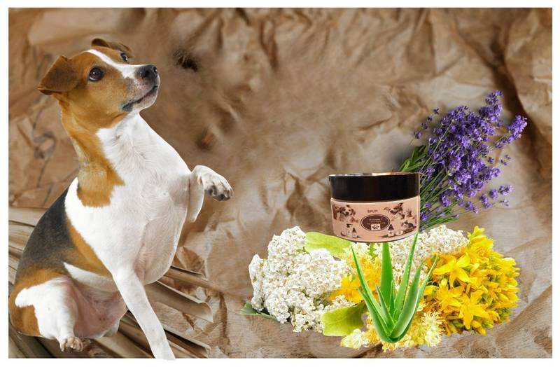 Soothing Paw & Nose Balm